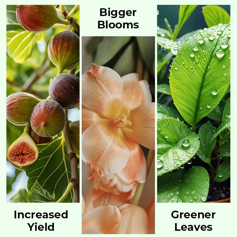 Pro Grade All-Purpose Liquid Fertilizer Concentrate